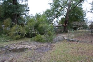HIGH WINDS on Thursday evening, Jan. 21, caused some light damage in and around DeFuniak Springs. Here a large portion of an oak tree crashed to the ground off of Live Oak Ave. (Photo by Jeffrey Powell)