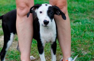 (Pictured here: "Ray" a young boy with beautiful markings. He's a real sweetheart, but wondering why he's in a county shelter when he belongs in a HOME! Please visit him at the shelter and ask for him in Kennel AS-03)