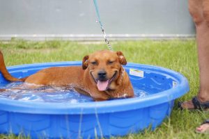 (Pictured here: Holmes in Kennel AS-06. Amazing boy with a beautiful red coat! Come meet him!)