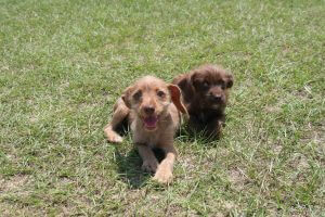 (Pictured here: Mavie and Moxie, just two of more than a dozen puppies available for adoption!)